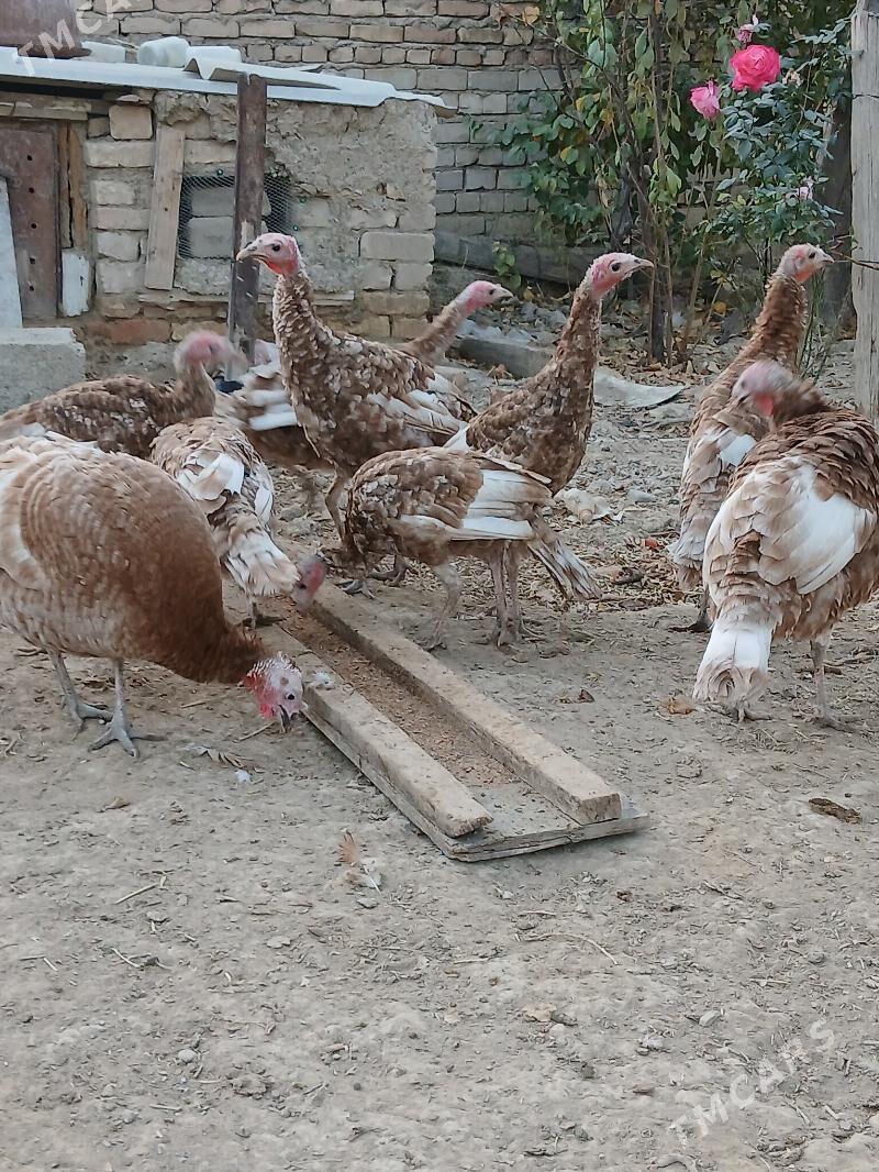 induk owgan - Kaka - img 2