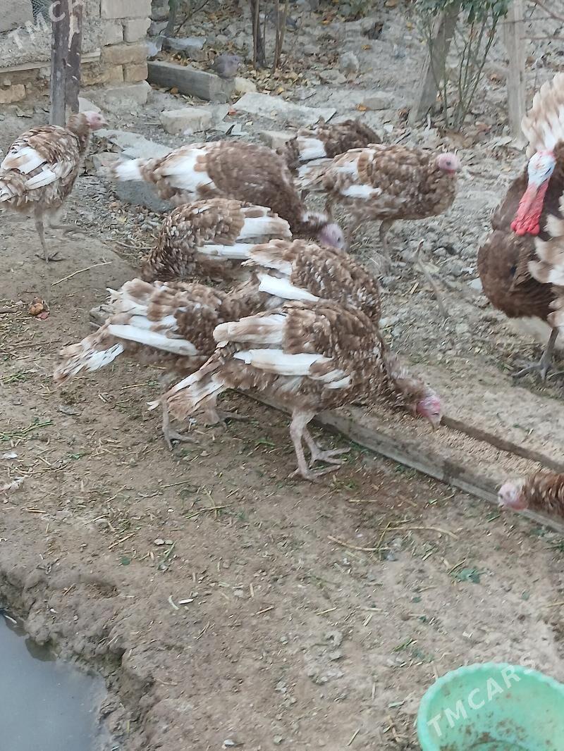 induk owgan - Kaka - img 3