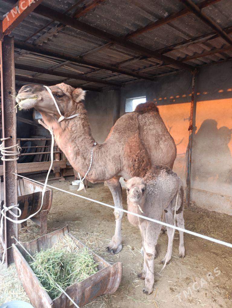 DÜÝE - Tejen - img 4