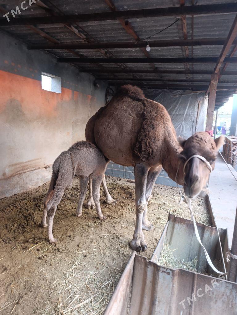 DÜÝE - Tejen - img 7