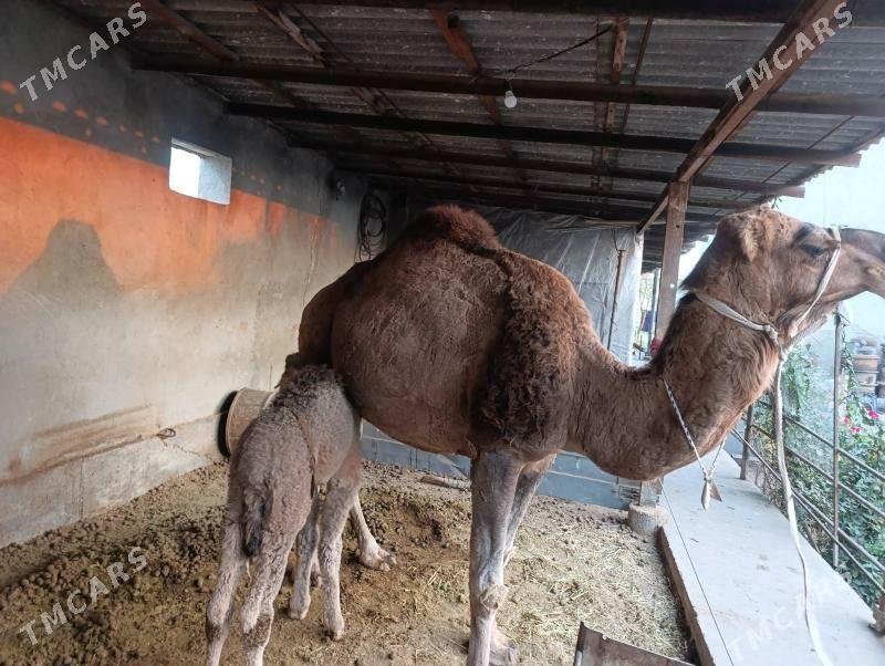 DÜÝE - Tejen - img 3