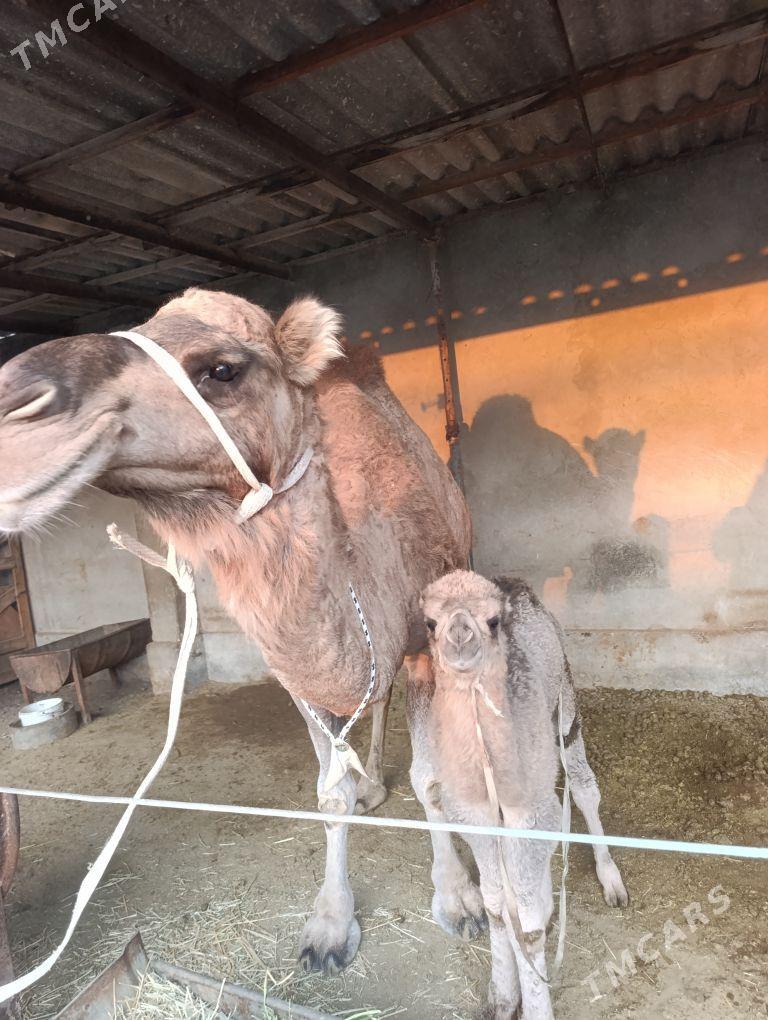 DÜÝE - Tejen - img 2