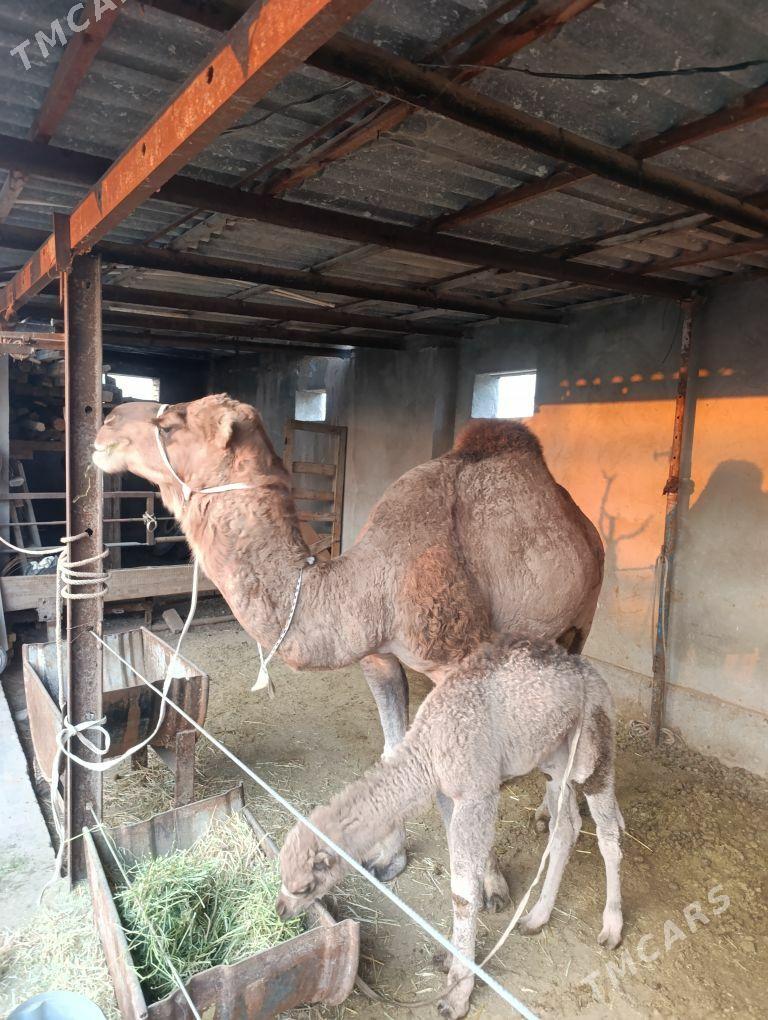 DÜÝE - Tejen - img 6