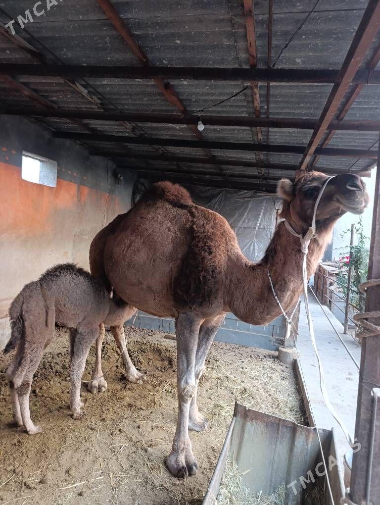 DÜÝE - Tejen - img 5