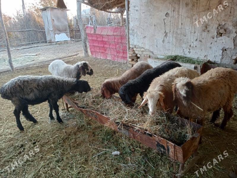 Bicik - Türkmengala - img 2