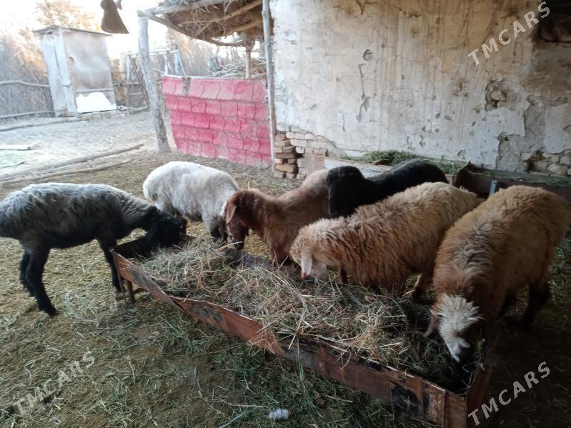 Bicik - Türkmengala - img 3