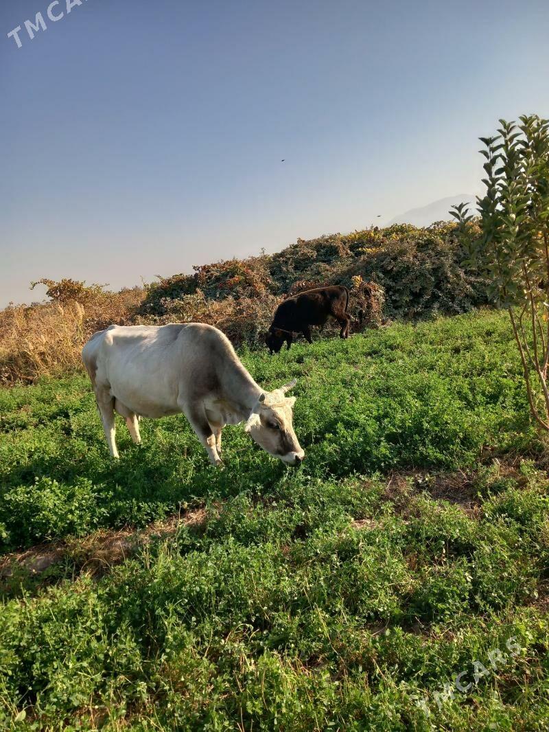 sygyr - Гёкдепе - img 3