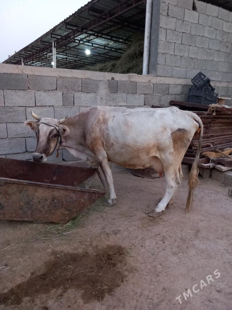 sygyr - Гёкдепе - img 2