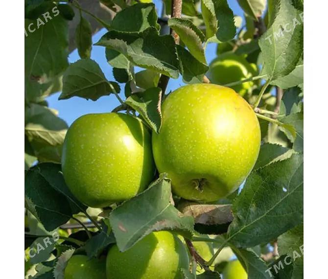 Alma nahaly - Wekilbazar - img 2