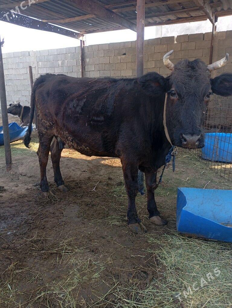 ,sygyr - Чоганлы - img 3