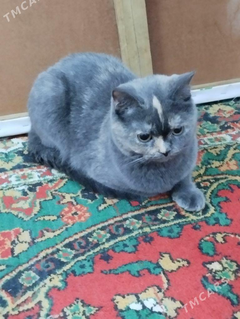 Britanis pishik - Дашогуз - img 2