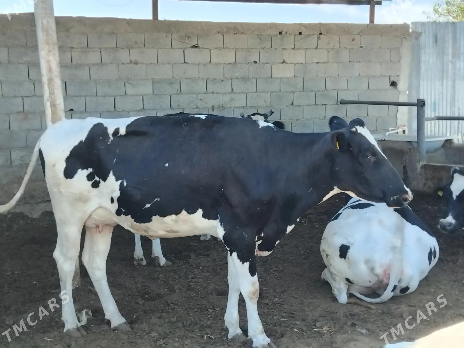 golisdeyin sygyr - Änew - img 2