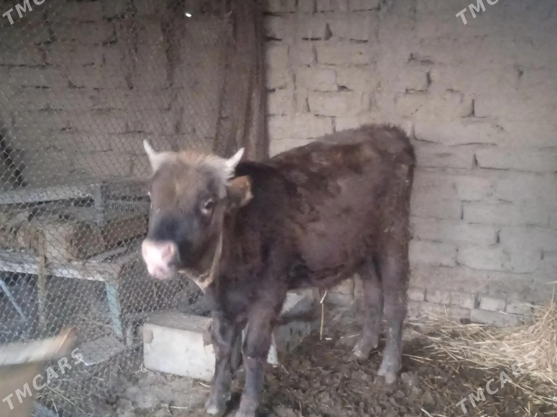 okuz - Magtymguly - img 3