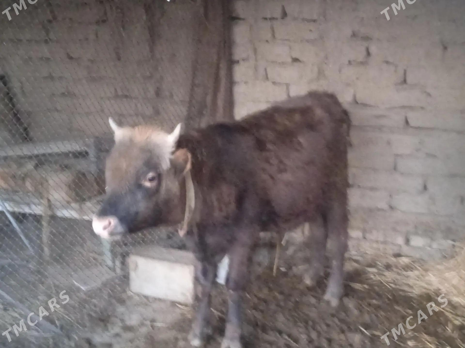 okuz - Magtymguly - img 5