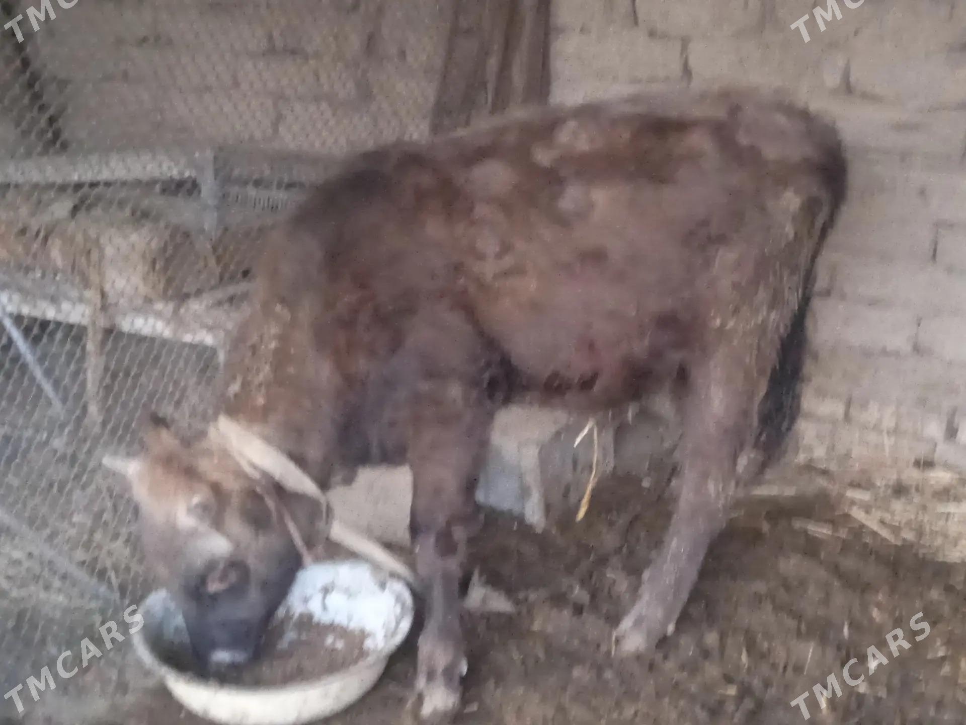 okuz - Magtymguly - img 2