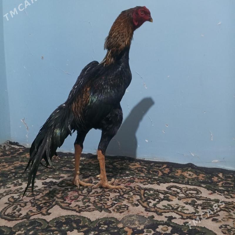 HORRAZ - Türkmenabat - img 3