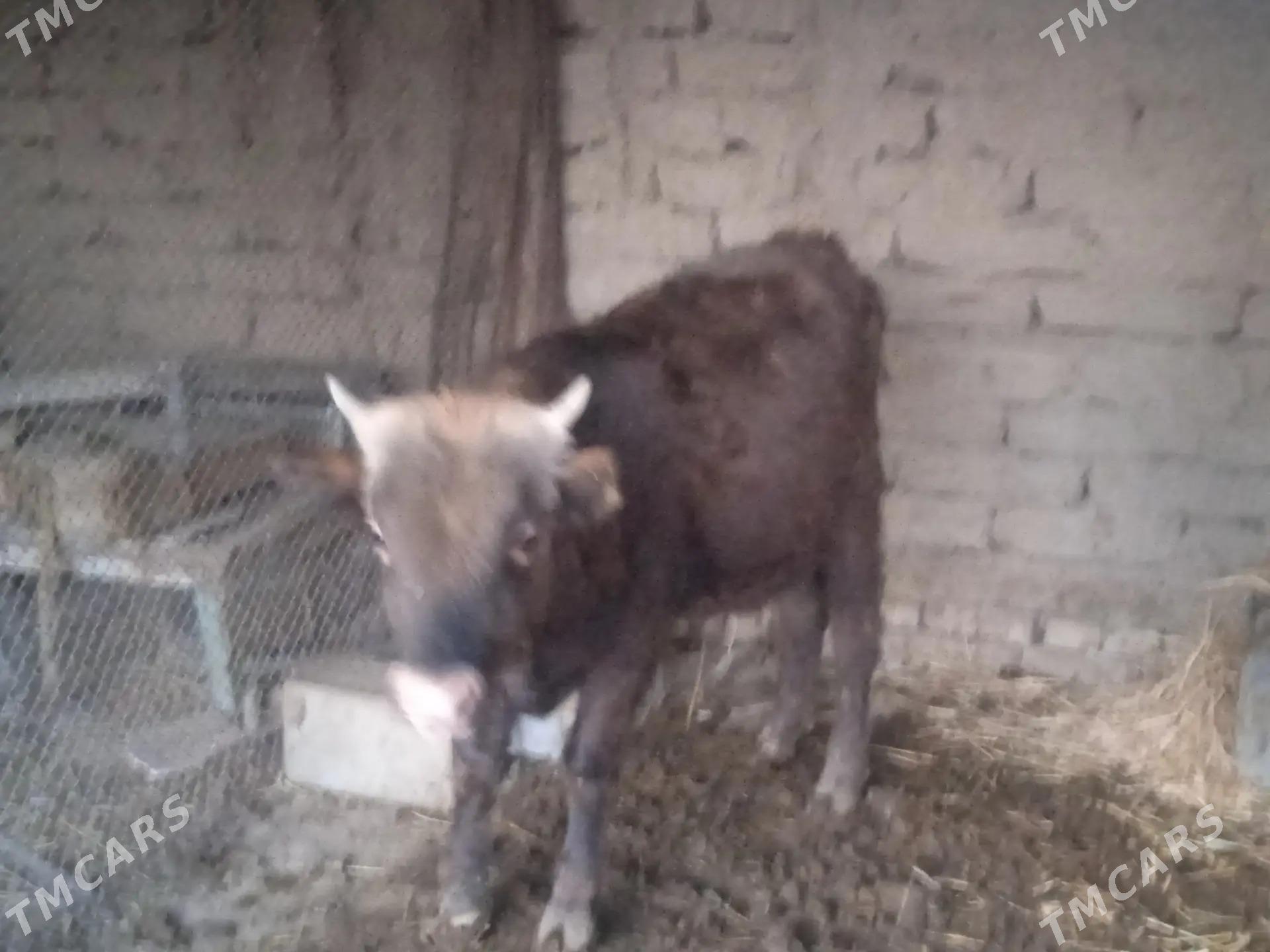 okuz - Magtymguly - img 4