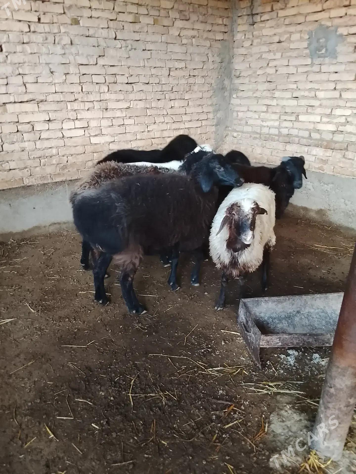 semiz goyun gockar - Türkmenabat - img 4