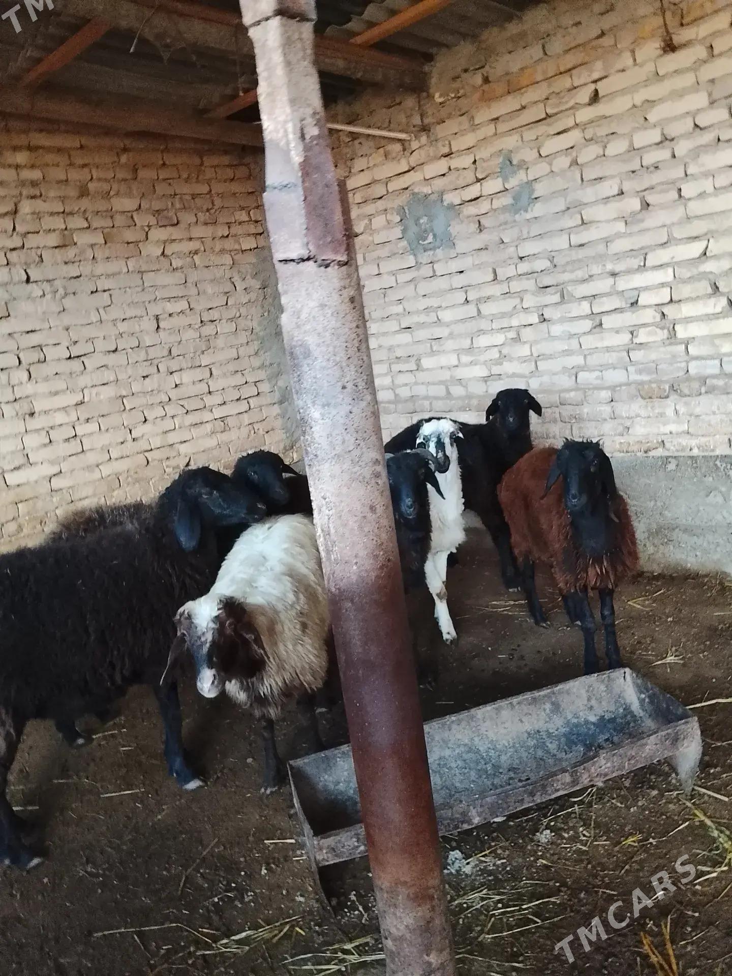 semiz goyun gockar - Türkmenabat - img 3