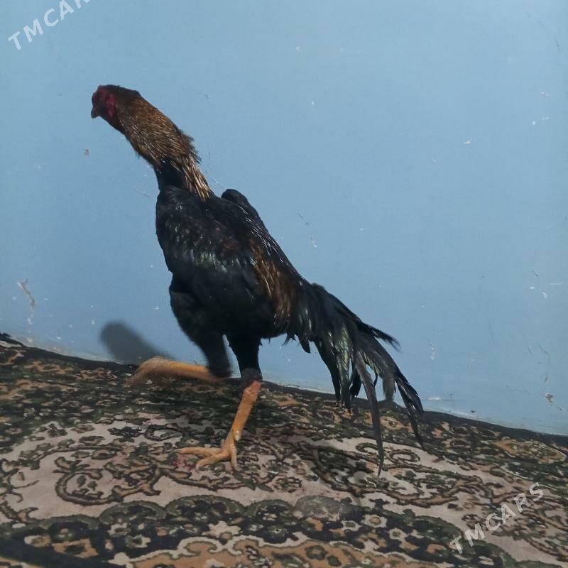 HORRAZ - Türkmenabat - img 4