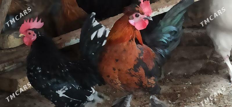 karlik horaz - Туркменабат - img 3