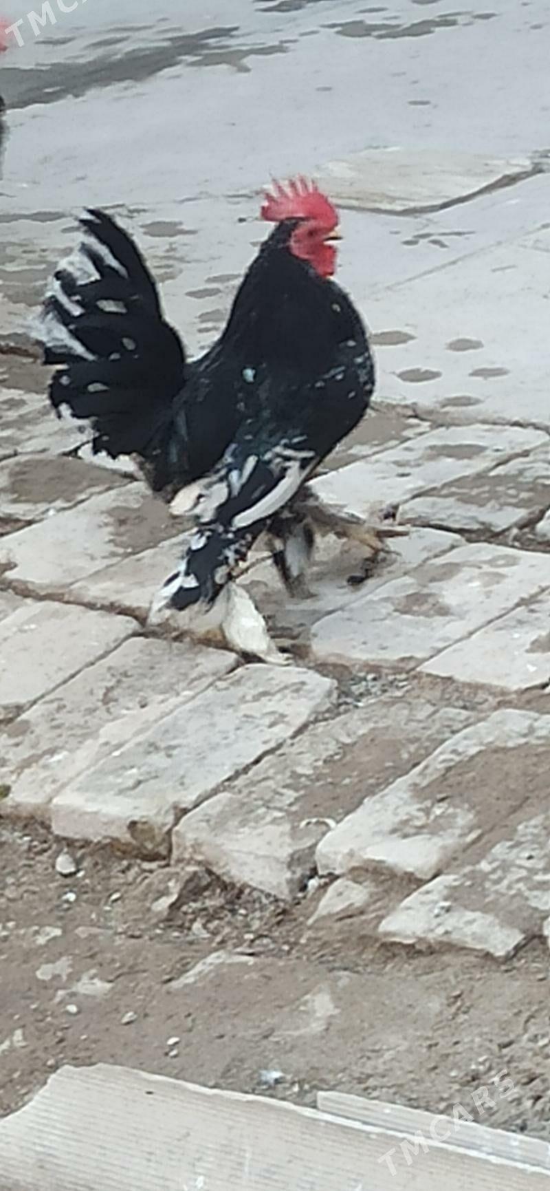 karlik horaz - Туркменабат - img 4