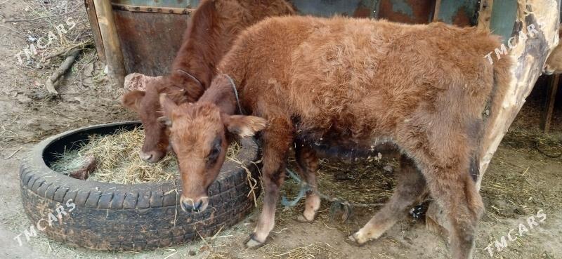 okuz      unajyn - Чарджоу - img 2