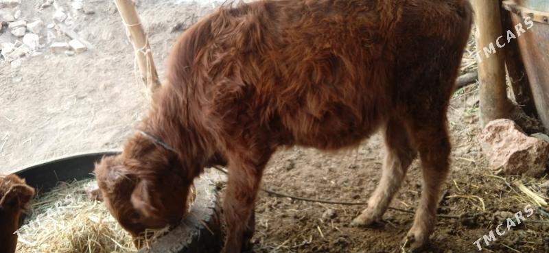 okuz      unajyn - Чарджоу - img 7