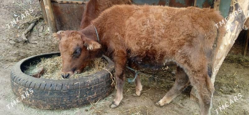 okuz      unajyn - Чарджоу - img 3