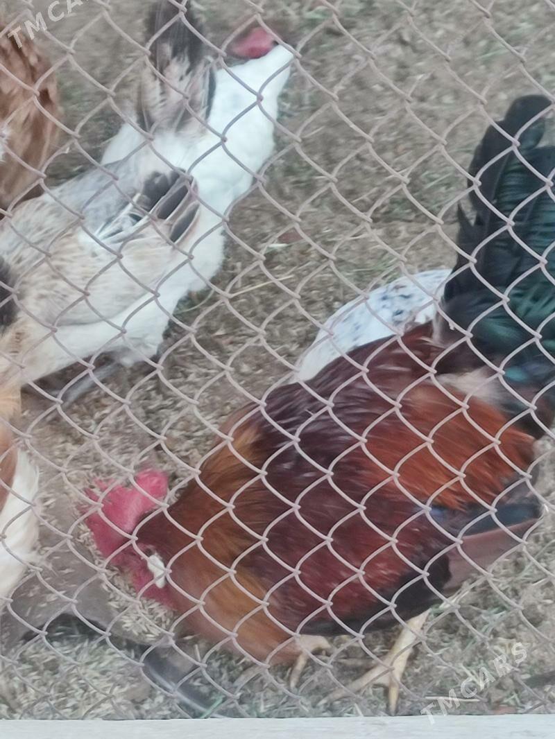 Tovuk - Анев - img 3