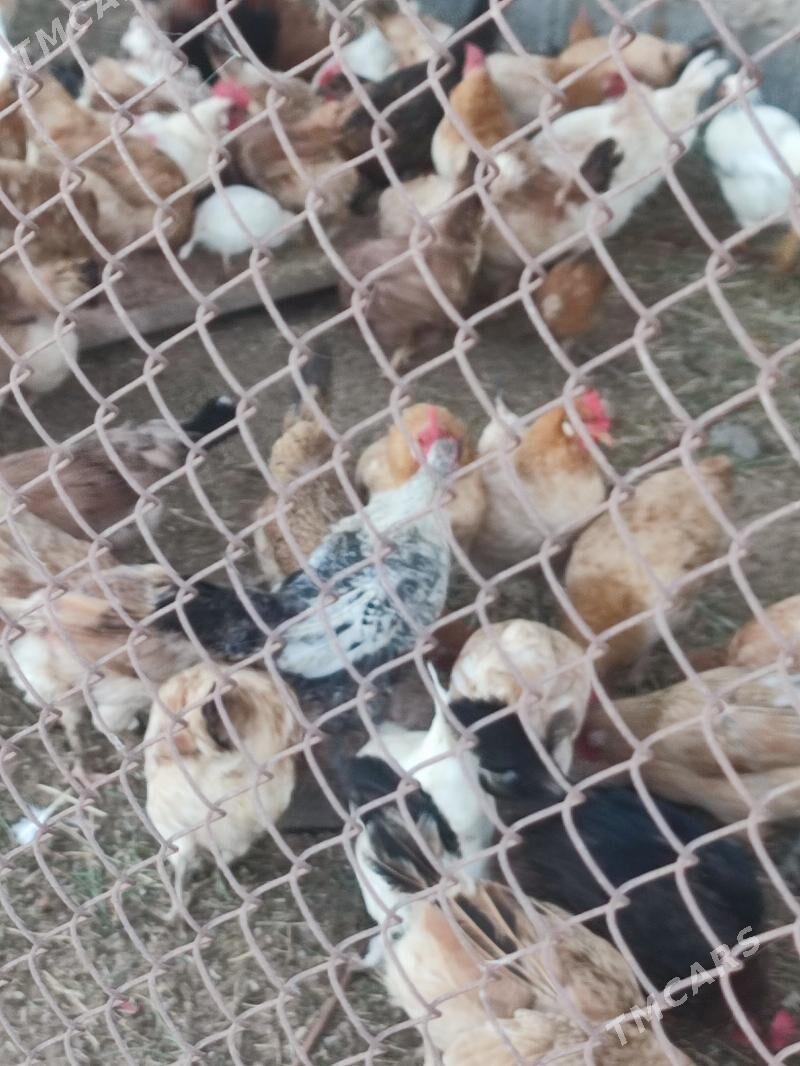 Tovuk - Анев - img 2