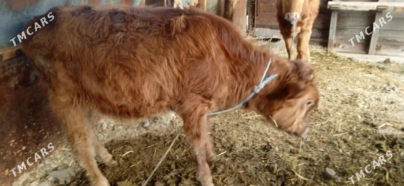 okuz      unajyn - Чарджоу - img 6