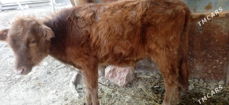 okuz      unajyn - Чарджоу - img 8