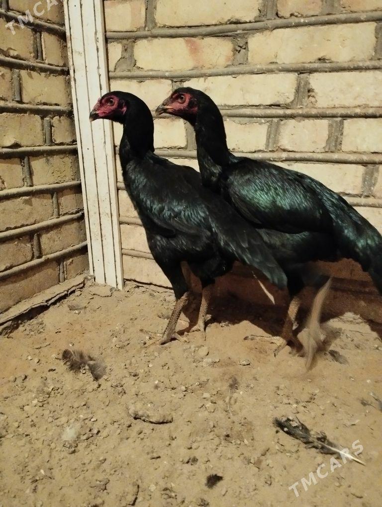 baysow towuk - Мары - img 3