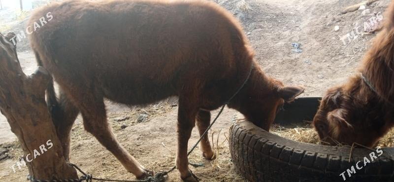 okuz      unajyn - Чарджоу - img 5