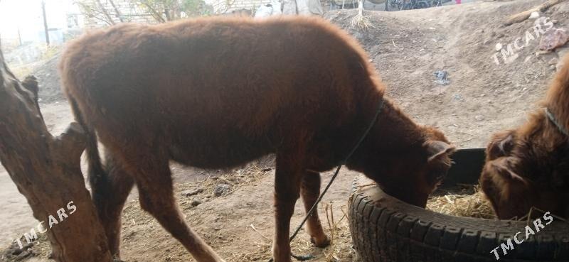 okuz      unajyn - Чарджоу - img 4