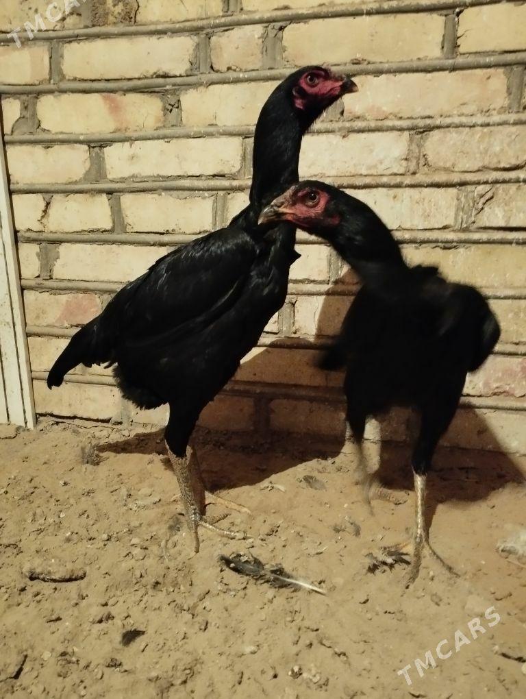 baysow towuk - Мары - img 2