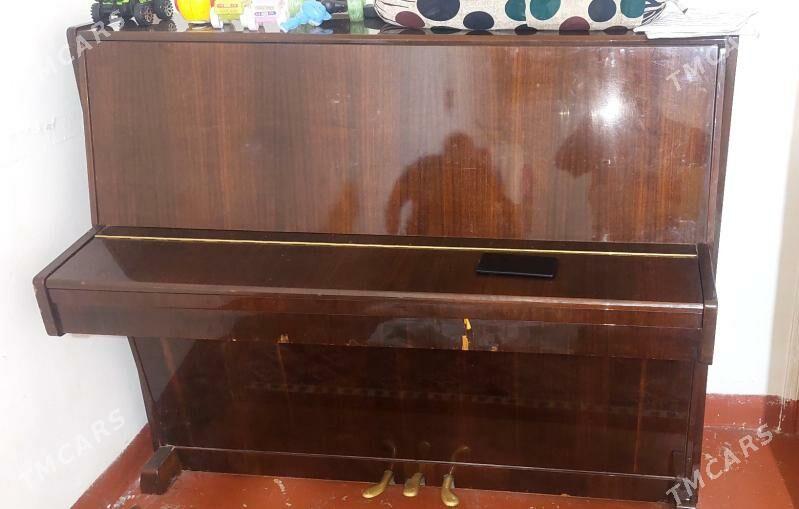 pionina - Ашхабад - img 2