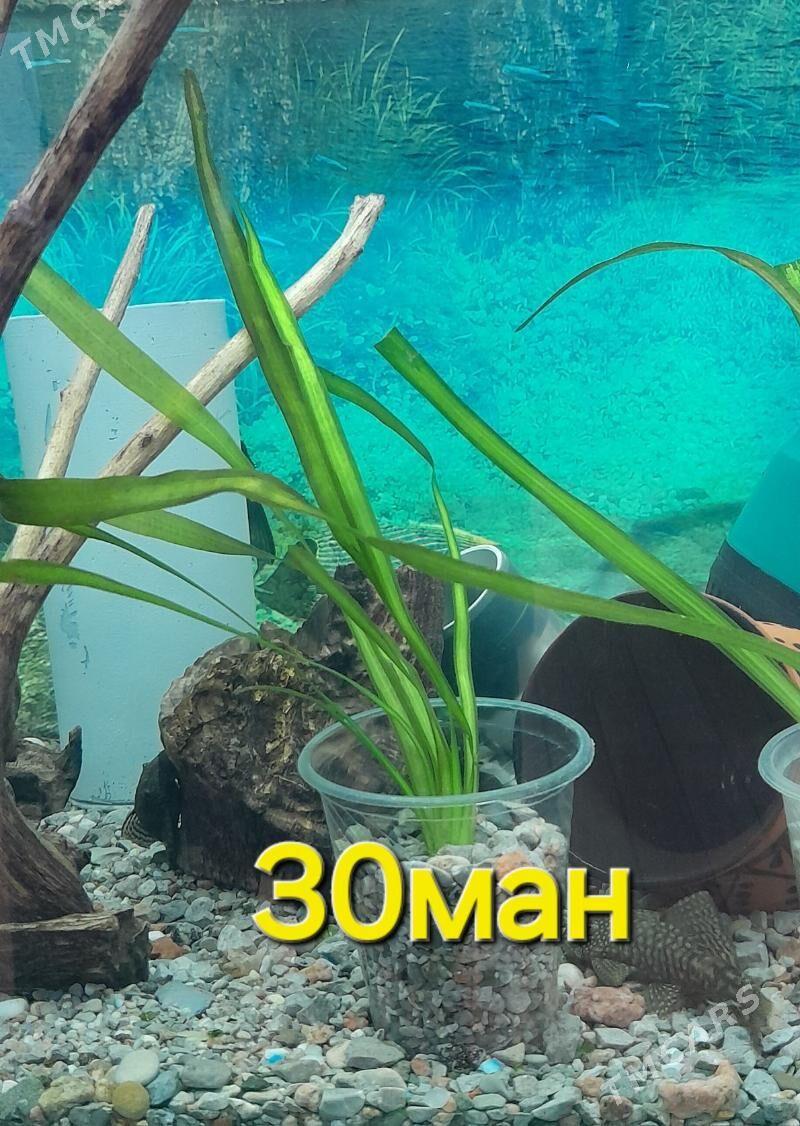 растения - Мир 2 - img 2