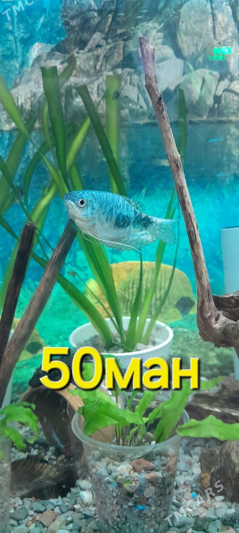 растения - Мир 2 - img 4