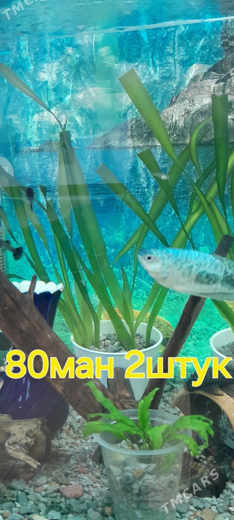 растения - Мир 2 - img 5