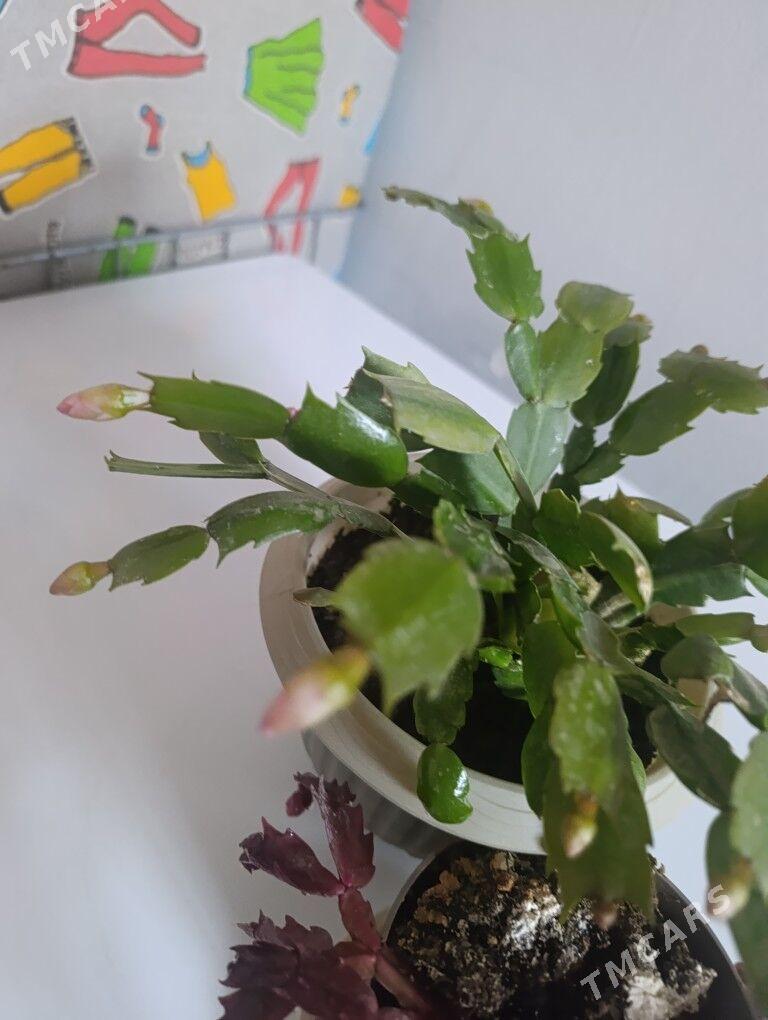 Декабриств - 30 mkr - img 3