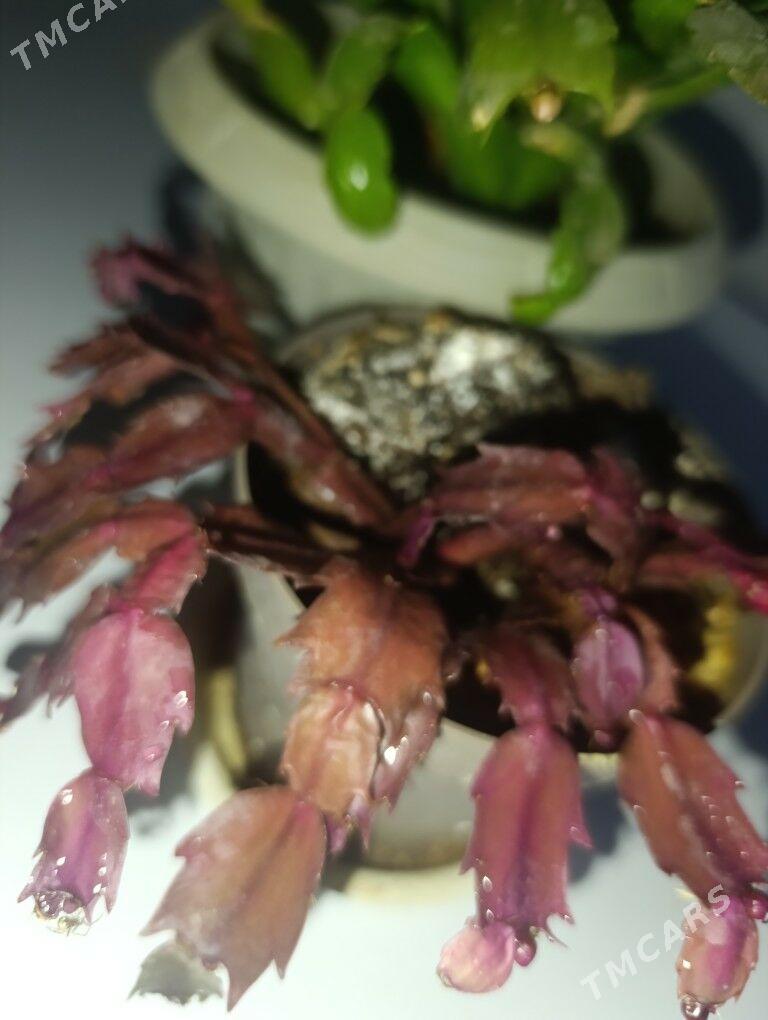 Декабриств - 30 mkr - img 6