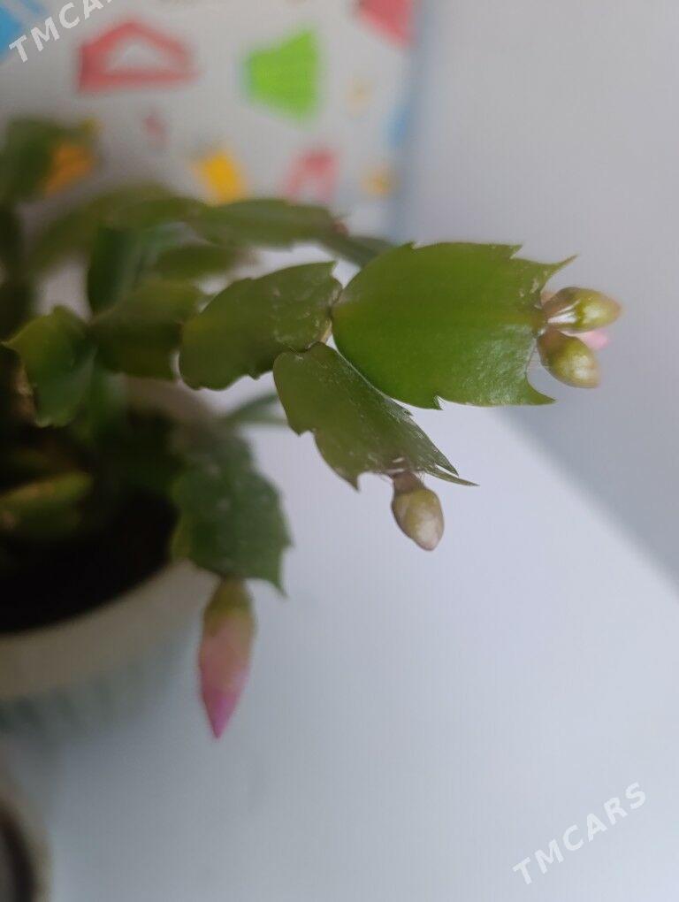 Декабриств - 30 mkr - img 2