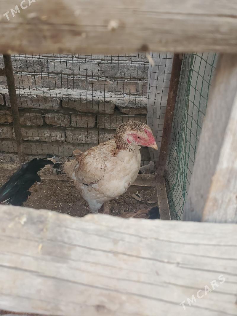 boyes tovuk - Керки - img 2