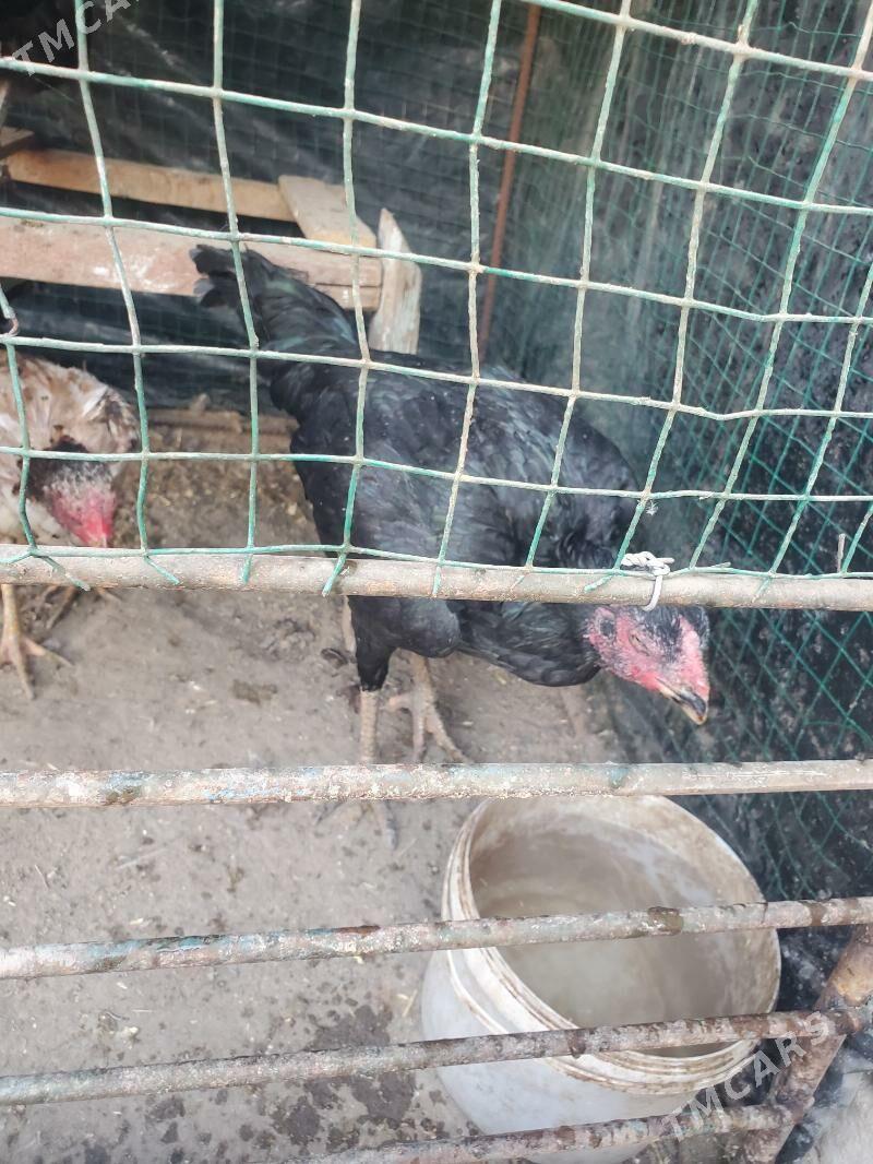 boyes tovuk - Керки - img 7