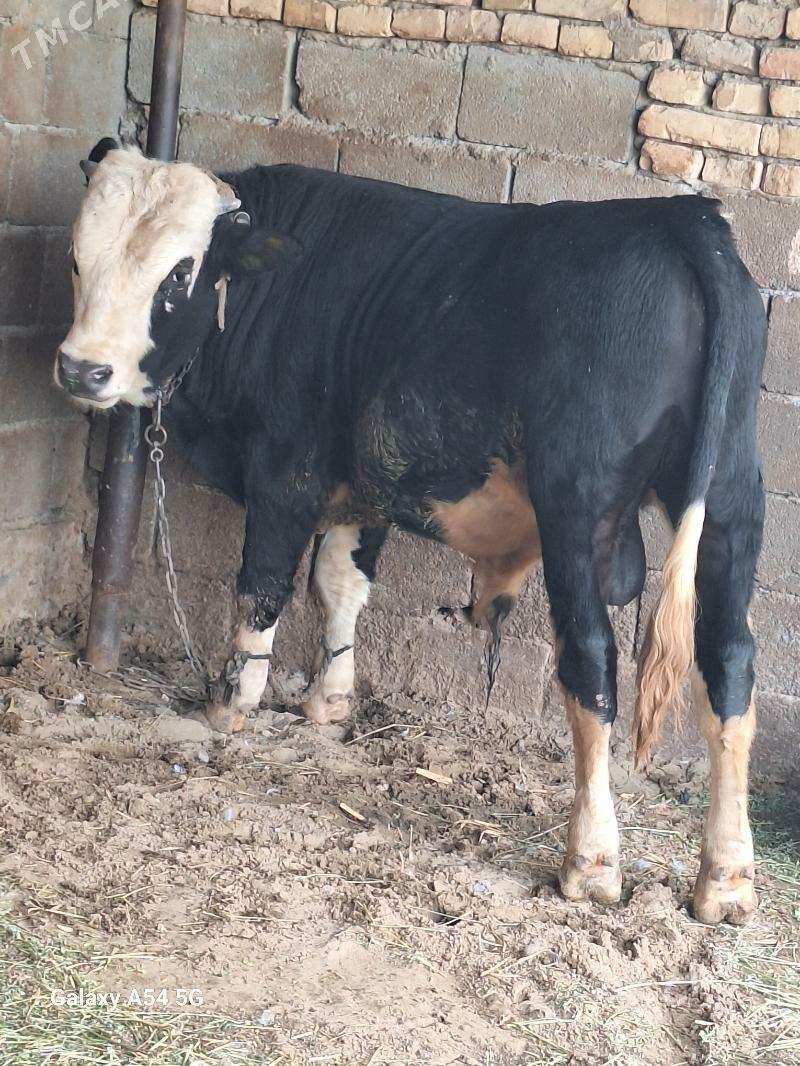 okiz - Гёкдепе - img 2