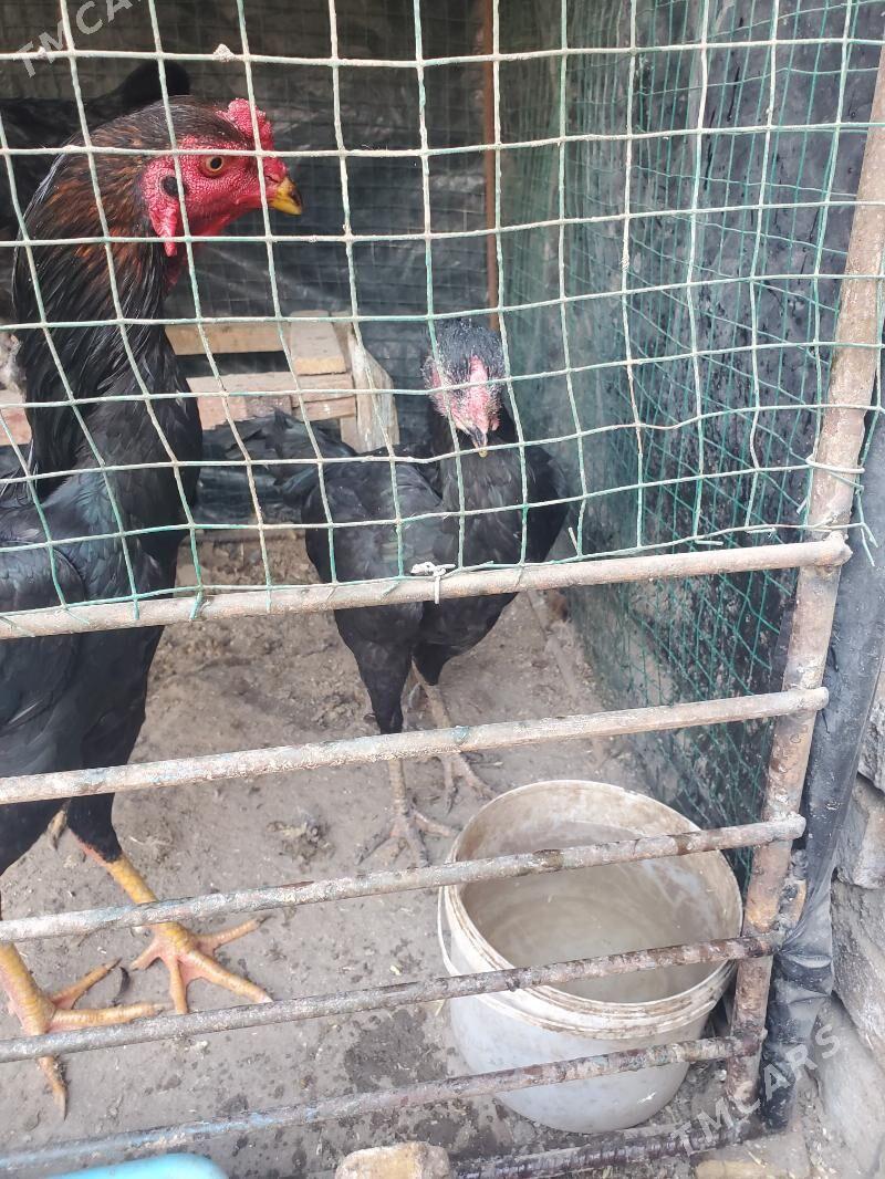 boyes tovuk - Керки - img 5