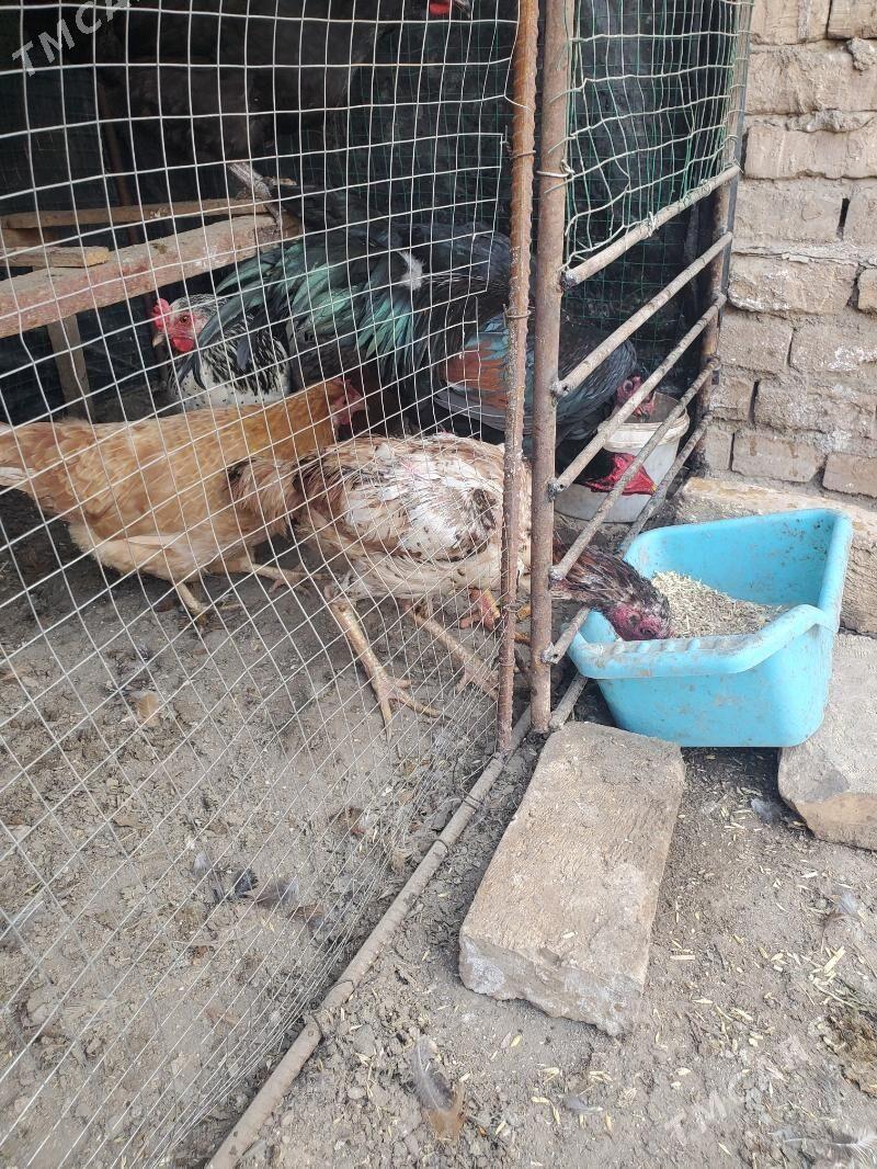 boyes tovuk - Керки - img 4