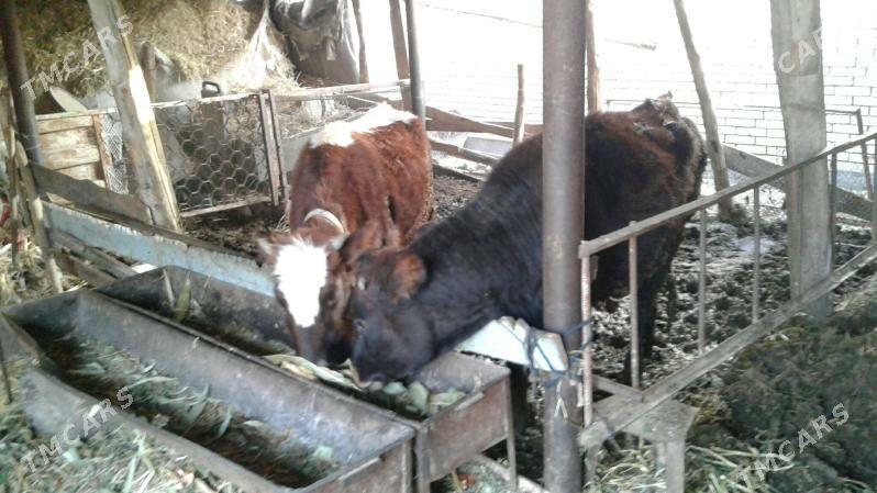 okuz gilajyn - Мары - img 1